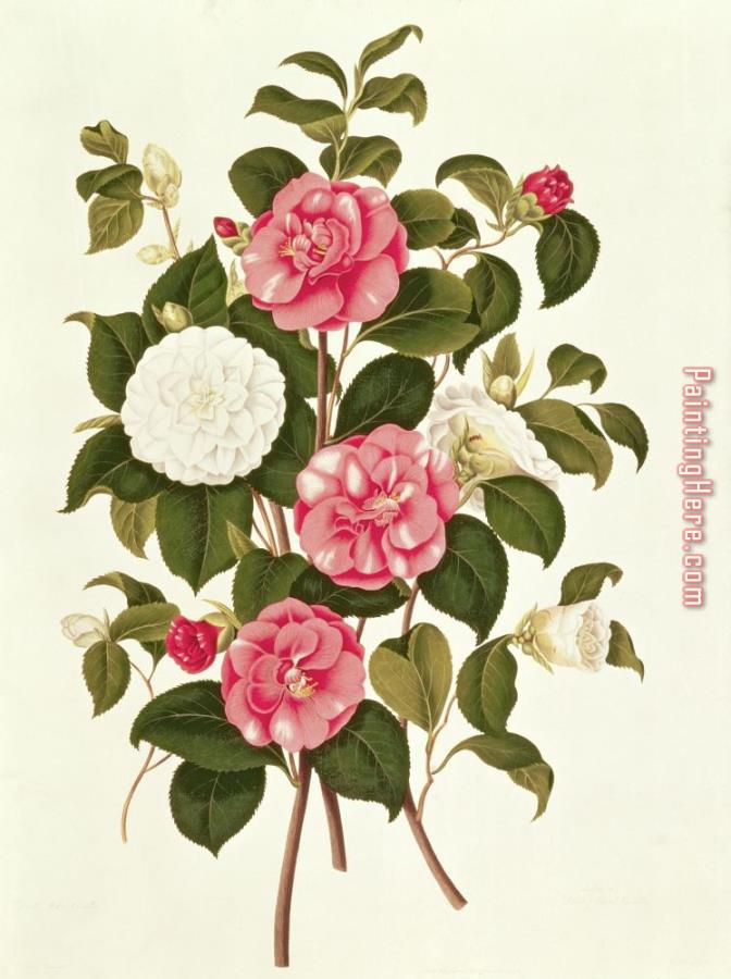 English School Camellia